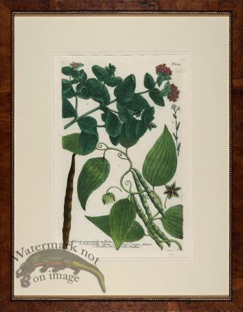 Weinmann Burl with Gold DM 09